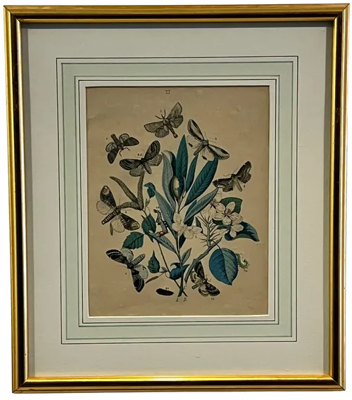 Exotic Butterfly Illustration I In Gold Frame