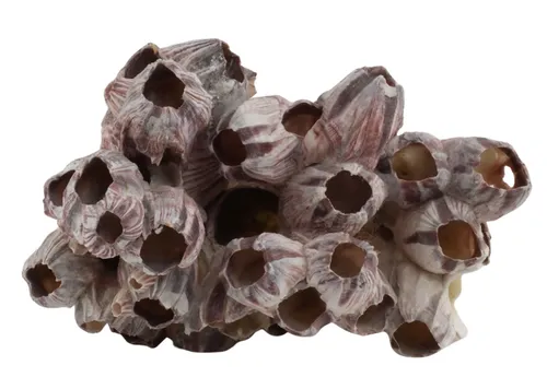 Purple Natural Barnicle Cluster - Large
