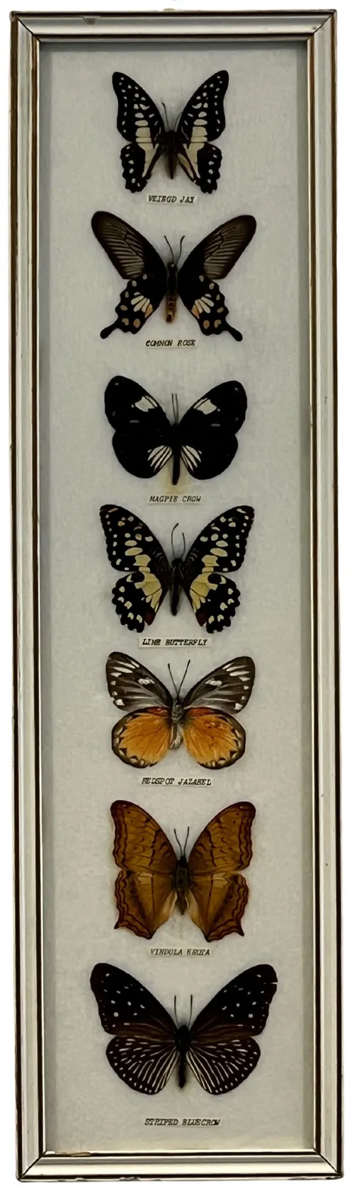 Seven Natural Butterflies In White Frame