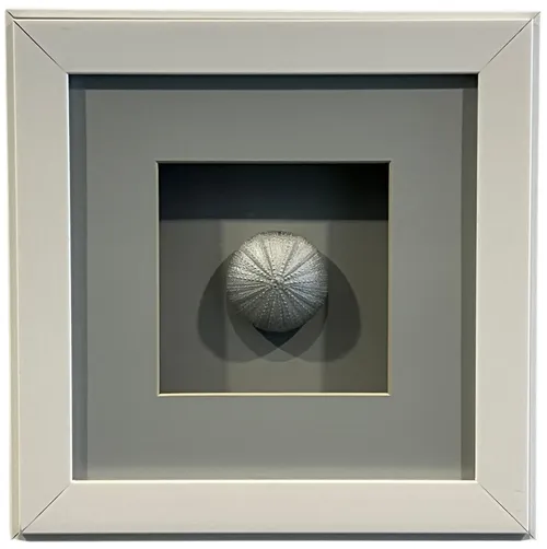 Silver Sand Dollar In White Shadowbox Frame