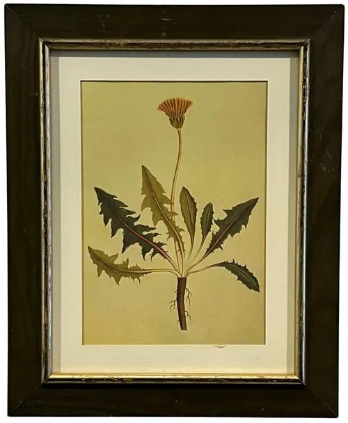 Dandelion In Green Frame