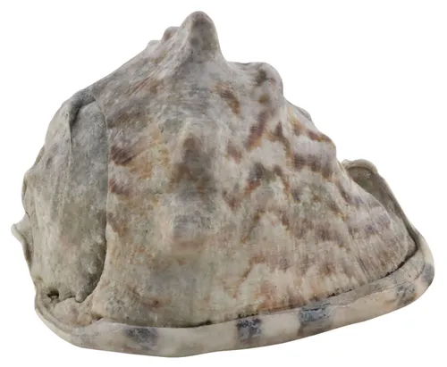 Natural Sea Shell Conch
