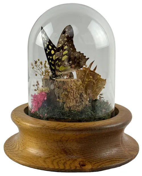 Natural Butterfly In Glass Dome On Wood Base