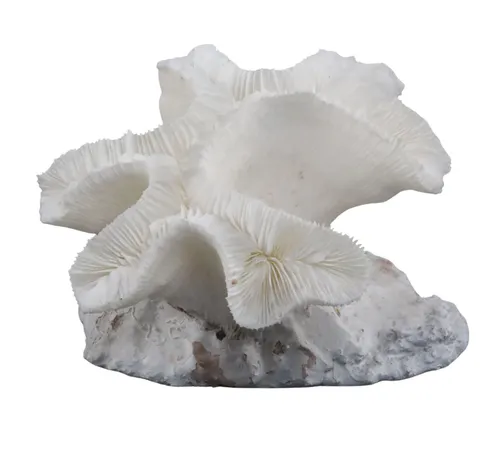 White Natural Anemone Coral