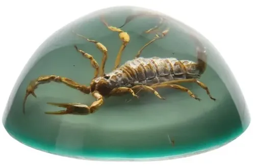 Natural Scorpion In Green Lucite Paperweight
