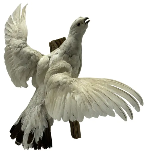 Taxidermy White Rock Ptarmigan Bird On Wood Wall Mount