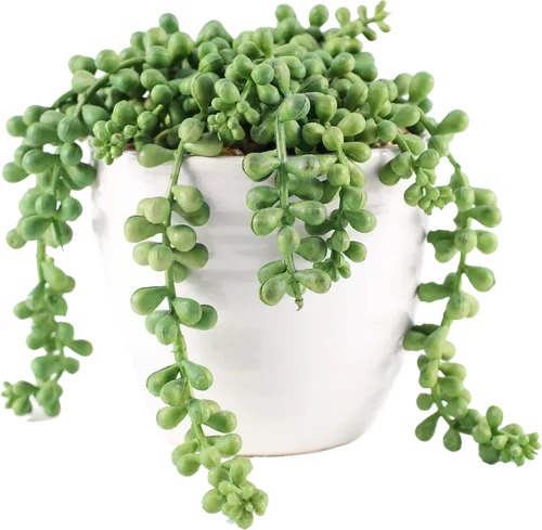 Artificial Jellybean Succulent Plant In White Ceramic Pot