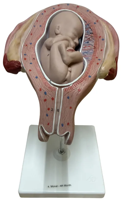 Four Month Fetal Pregnancy Model On White Base