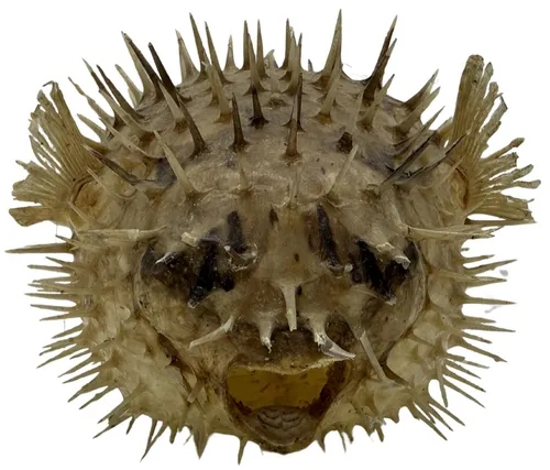 Natural Preserved Puffer Fish 