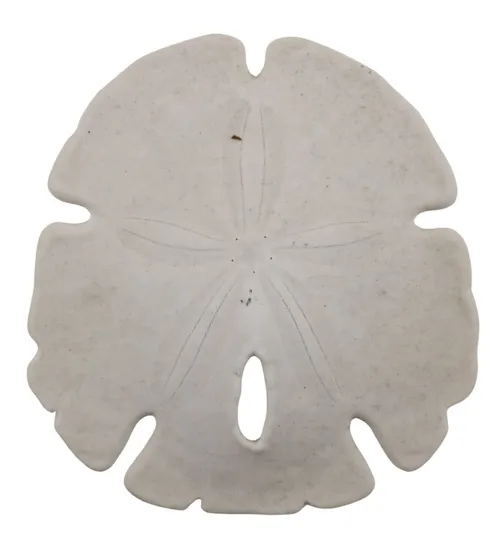 Natural Sand Dollar