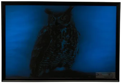 Night Owl In Black Frame