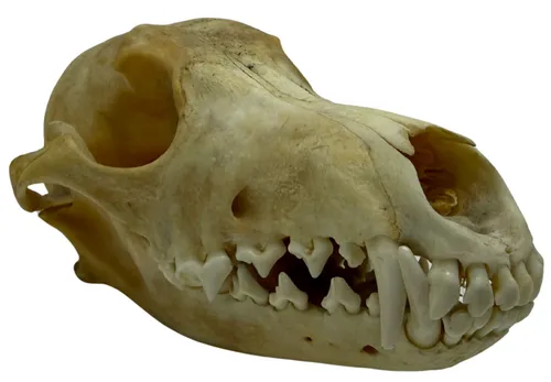 Natural Coyote Skull With Jawbone