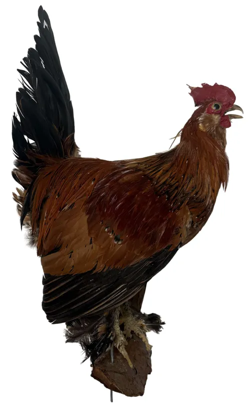 Taxidermy Wall Mount Rooster On Branch