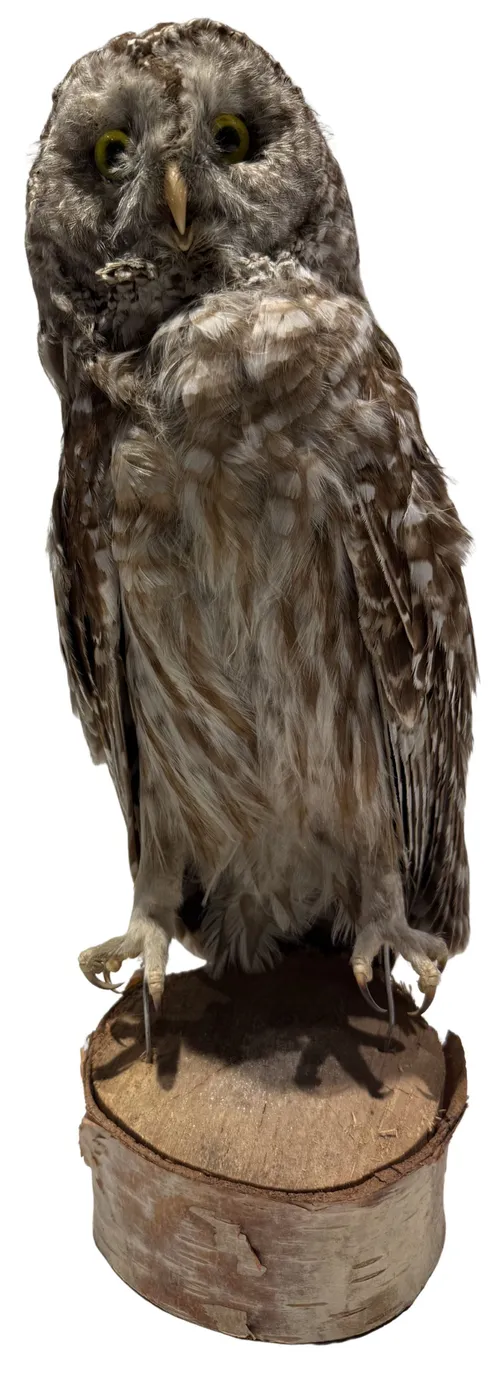 Taxidermy Owl On Log Stump