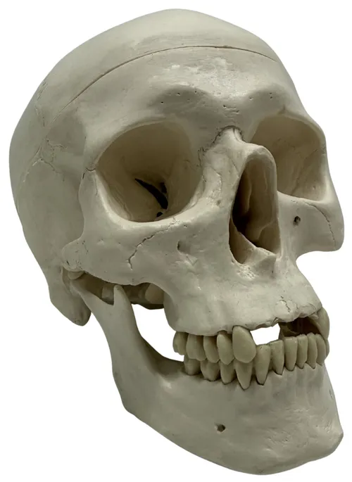 Human Skull Medical Model