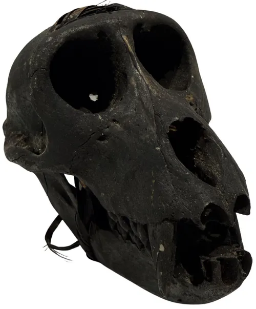 Crab Eating Macaque Monkey Skull - E