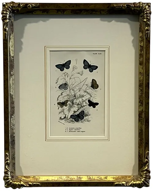 Butterfly Illustration In Ornate Gold Frame