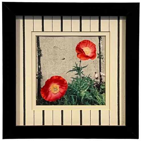 Red Poppies II In Black Frame