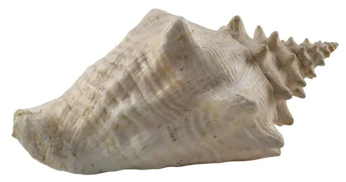 Natural Cream Conch Sea Shell