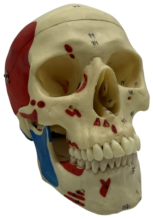 Painted Human Skull Medical Model