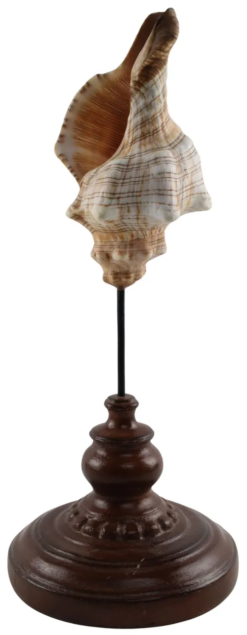 Natural Sea Shell On Rustic Wood Base