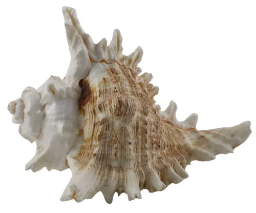 Natural Murex Shell