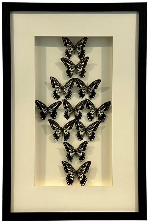 Black Butterflies In Black Shadowbox Frame