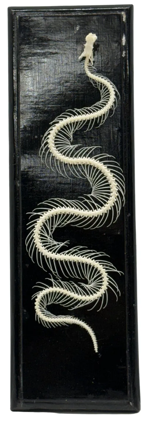 Natural Bone Articulated Snake Skeleton On Black Base With Acrylic Cover