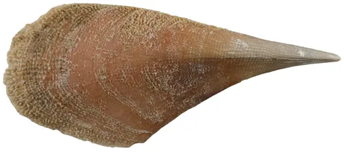 Natural Noble Pen Shell 