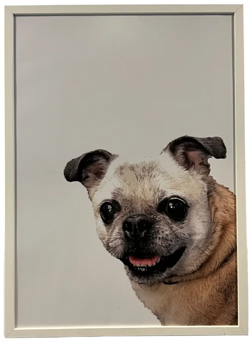 Pug Dog In White Frame