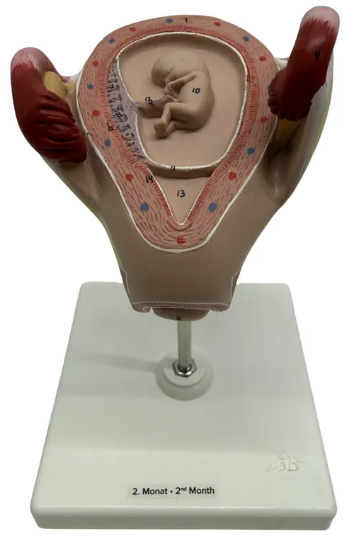 Two Month Human Embryo Pregnancy Model On White Base