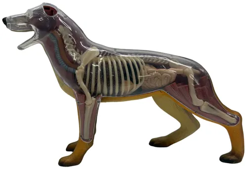 Invisible Anatomical Dog Model
