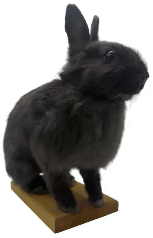 Taxidermy Black Bunny Rabbit With Ears Up On Wood Base