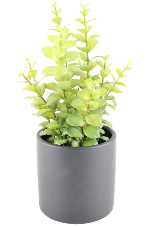 Artificial Common Boxwood Plant In Matte Black Ceramic Pot