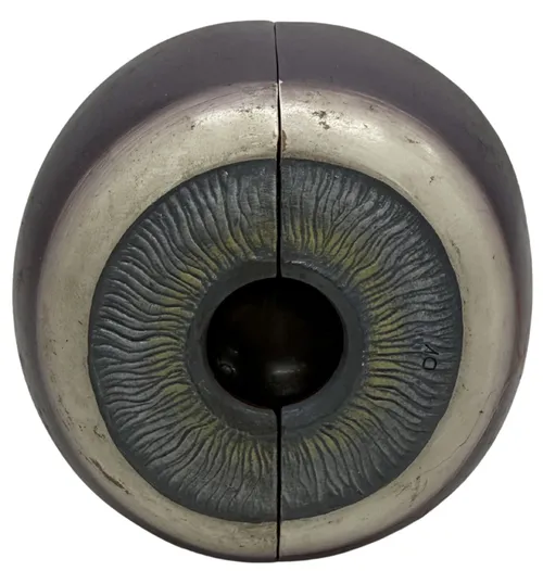 Human Eye Optometry Model