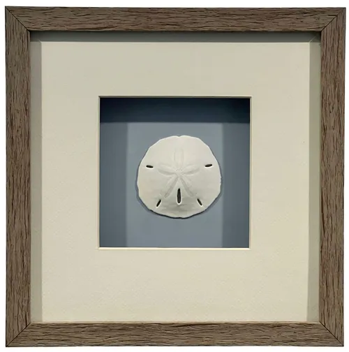 Sand Dollar In Wood Shadowbox Frame