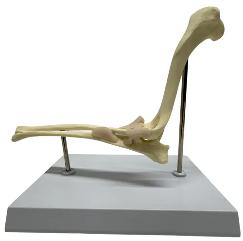 Canine Elbow Anatomy Model On White Base