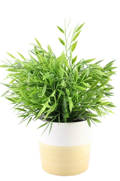 Artificial Butcher's Broom Plant In Wood Grain & White Ceramic Pot