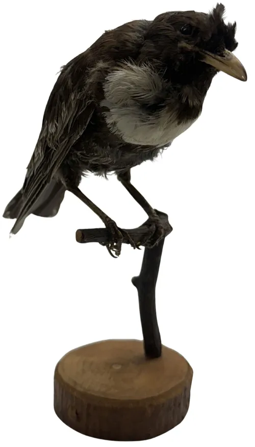 Taxidermy Magpie Bird On Branch & Base