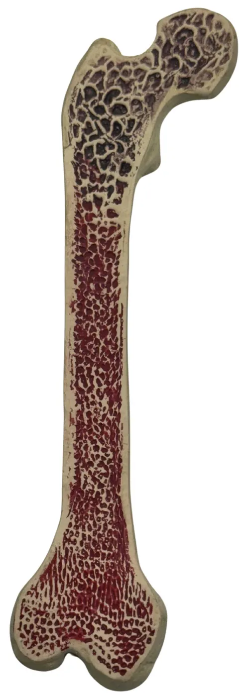 Human Femur Bone Internal Structure Model