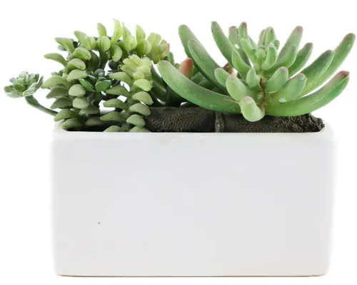 Artificial Succulent Plants In White Ceramic Planter