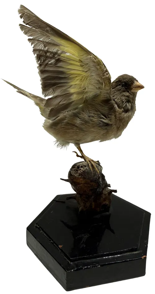 Taxidermy Open Winged Mozambique Siskin On Branch With Black Base
