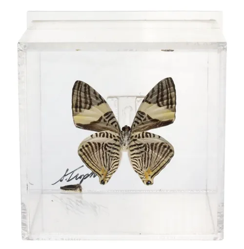 Natural Zebra Butterfly In Plexiglass Shadowbox 