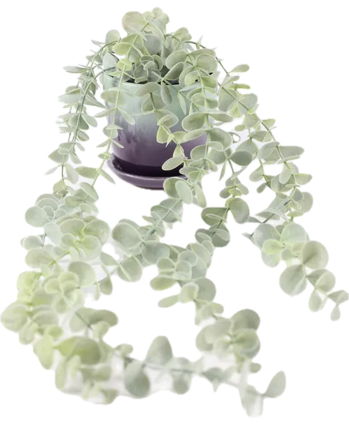 Artificial Silver Dollar Plant In Blue & Purple Glazed Ceramic Pot