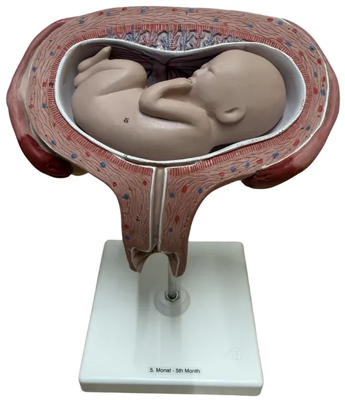 Five Month Fetal Pregnancy Model On White Base