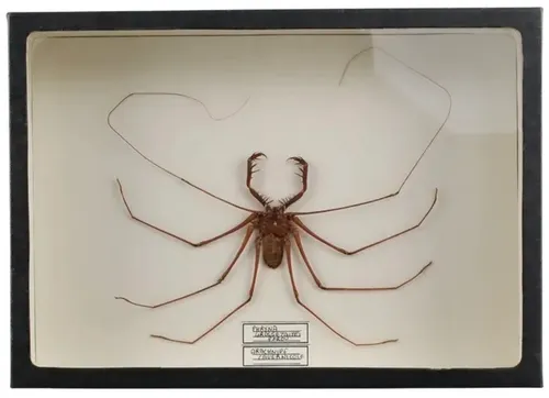 Natural Whip Scorpion In Black Display Box