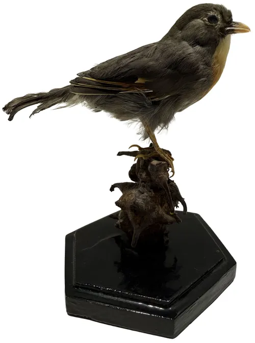 Taxidermy Pekin Robin Bird On Stump Stand With Black Base