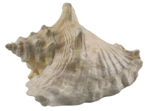Conch Sea Shell