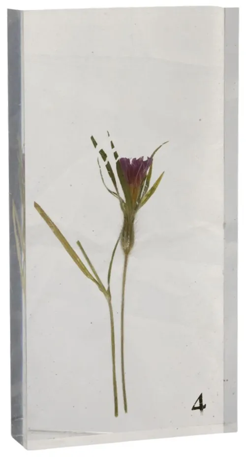 Garden Cornflower In Acrylic Block