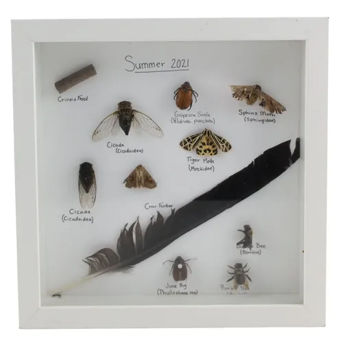Summer 2021 Natural Insect Collection In White Shadowbox Frame